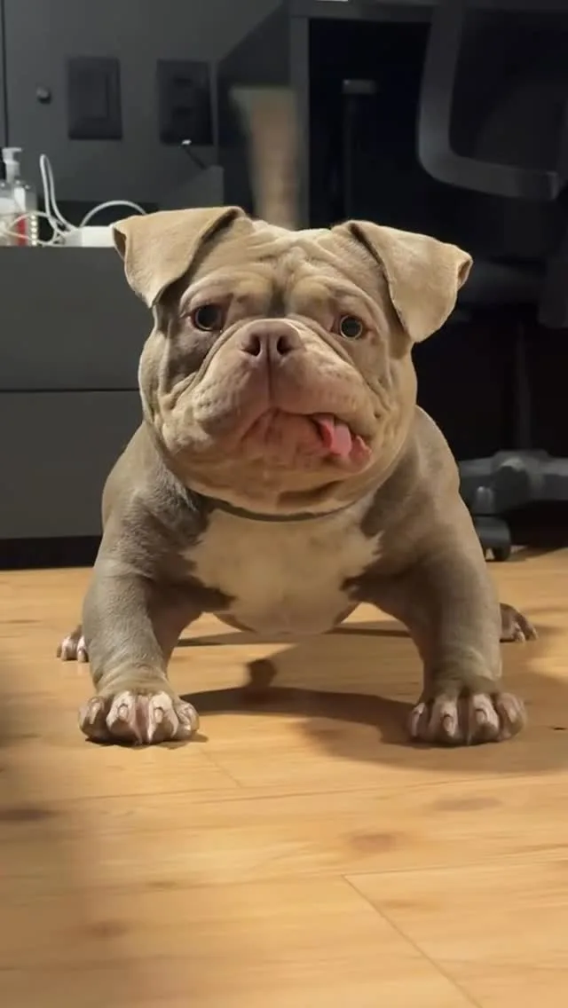 Escena del video viral de Brondog que alcanzó 714 mil me gusta